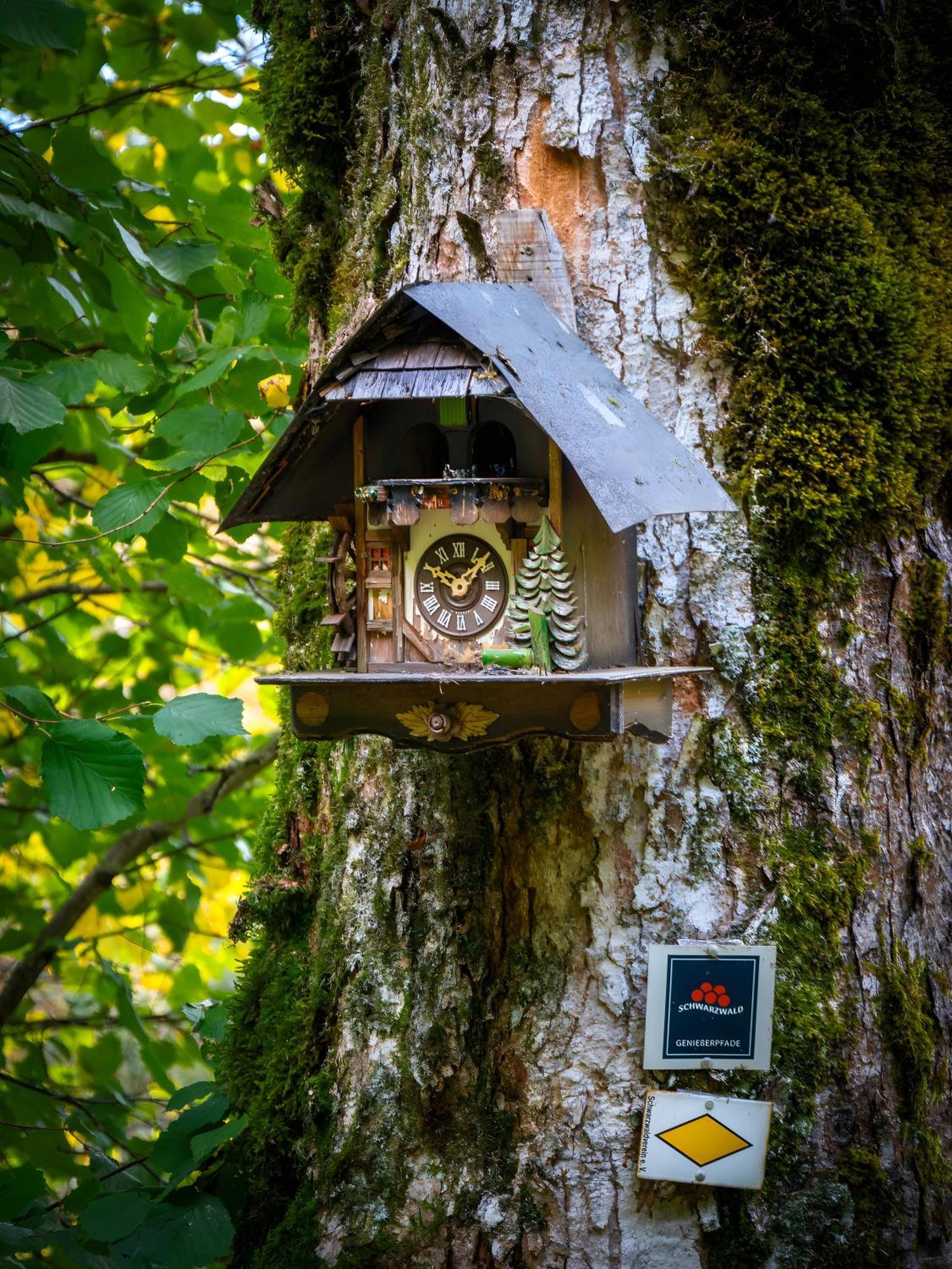 Landhaus Panoramablick Schonach im Schwarzwald Екстер'єр фото